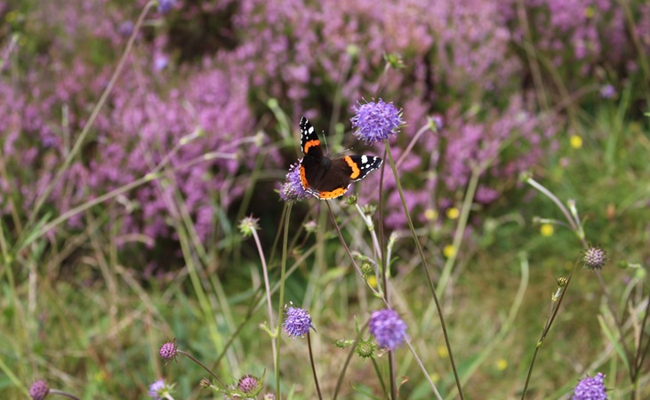 red admiral butterfly and devils bit scabious