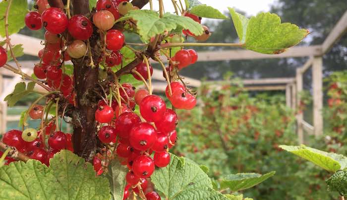 Red currants in fruit cage