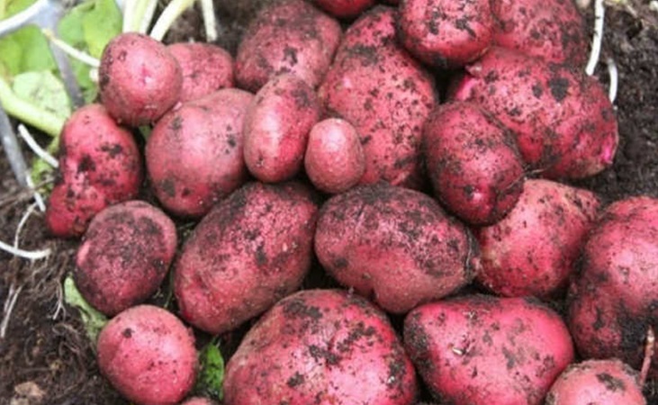 Red Duke of York potatoes, which are floury yet firm