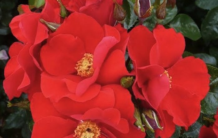 W.B. Yeats officilal red rose