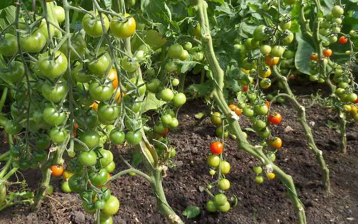 removing lower leaves of tomato plants speeds up ripening