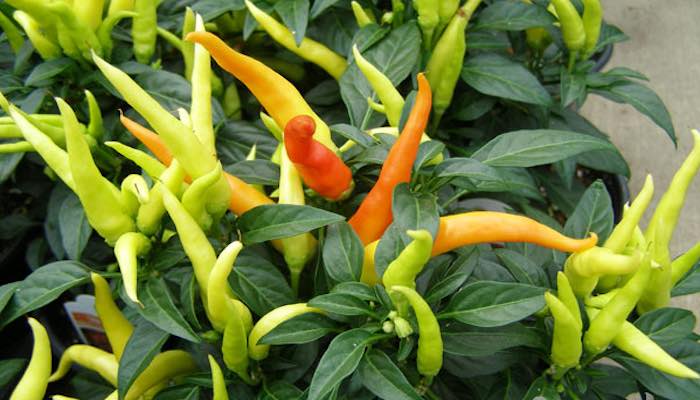 Ripening tabasco chillies