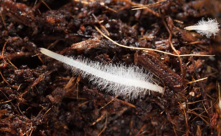 root hairs