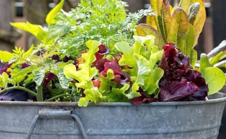 Salads growing in a galvanised container