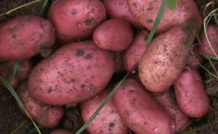 Sarpo mira, a blight-resistant potato