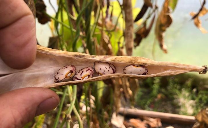 Pinto beans in a pod