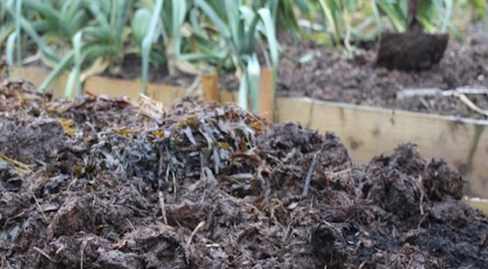 Protecting soil with seaweed and manure
