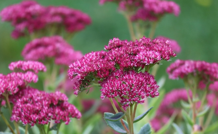 Sedum 'Autumn Joy'