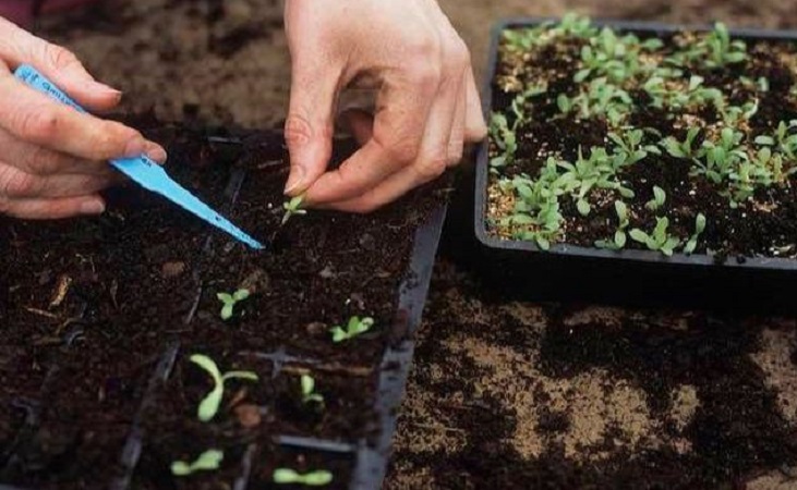 transplanting seedlings to a modular tray