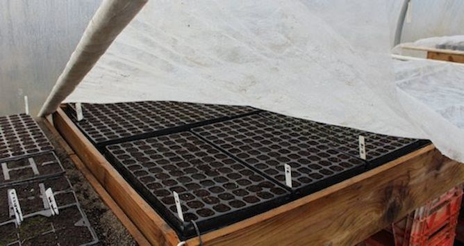 Seedling trays on a propagation heat bench