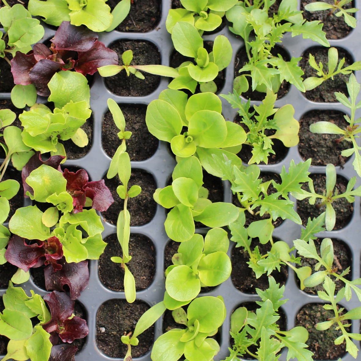 a quickcrop seedling tray with different seedlings in each row