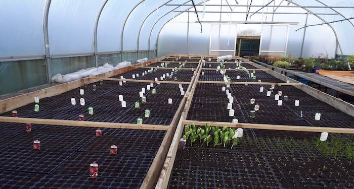 Vegetable seedlings in polytunnel