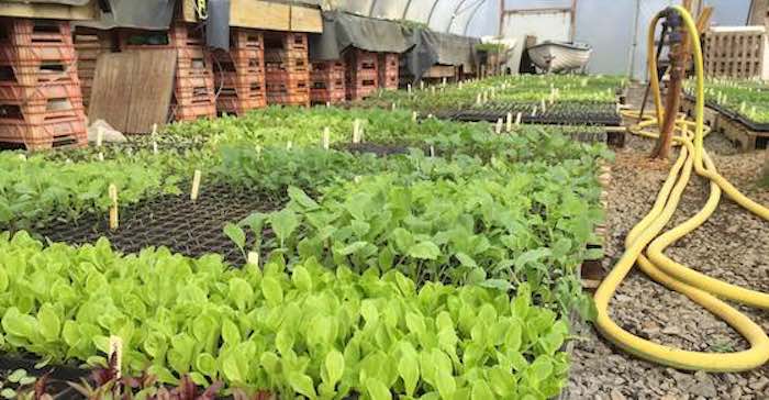 Vegetable seedlings in a p;olytunnel
