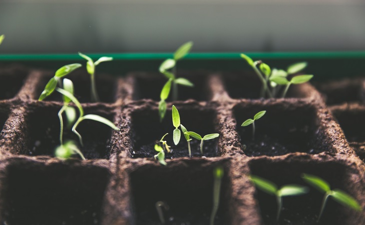 a biodegradable seedling tray up close