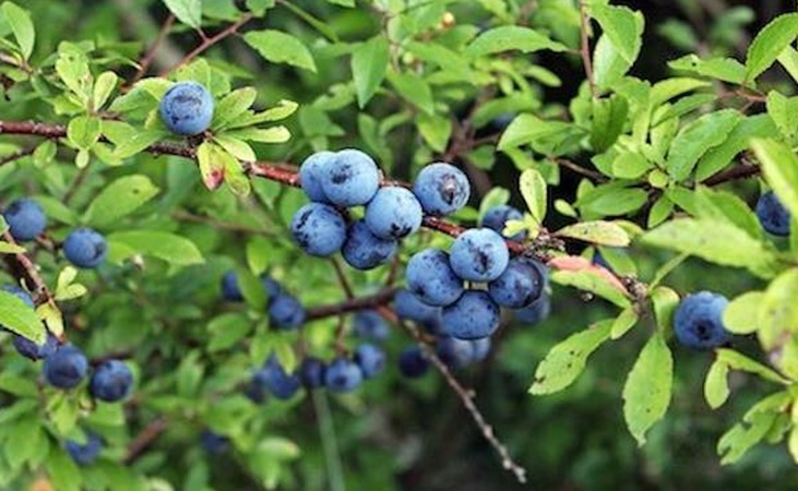Sloes from an edible hedge