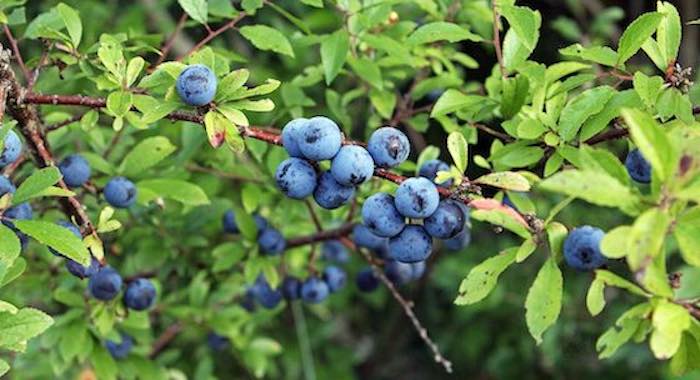 Edible hedge plantin g pack