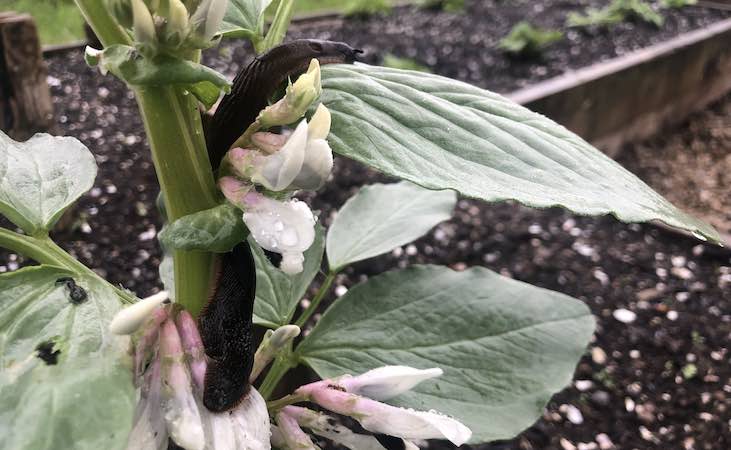 Slugs on broad bean plant