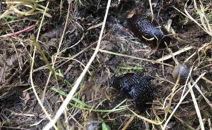 Slugs dwelling in old grass