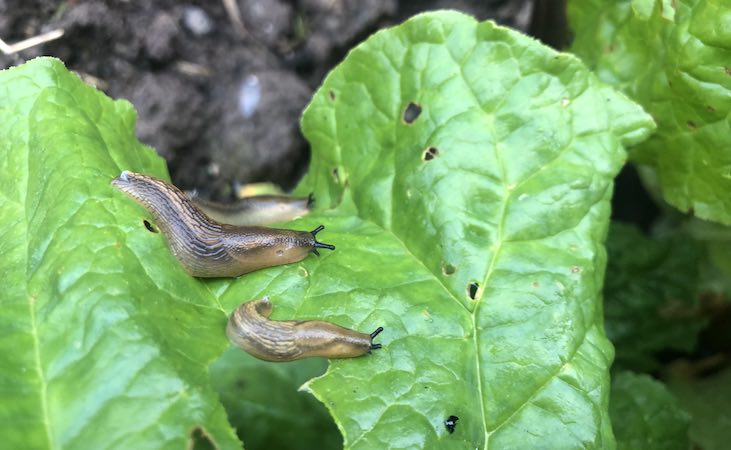 Slugs on a rhubarb plant