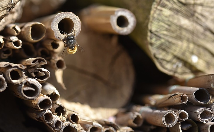 a solitary bee availing of a bee house