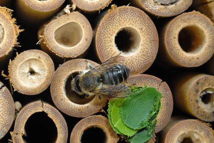 A solitary bee laying eggs in a bamboo pole