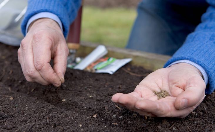 Sowing carrot seeds