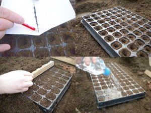 Sowing broccoli seeds in modular trays