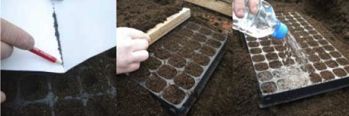 sowing in modular trays and watering