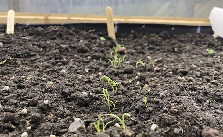 Sowings in a raised bed
