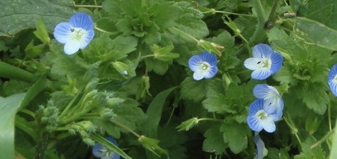 Speedwell garden weed