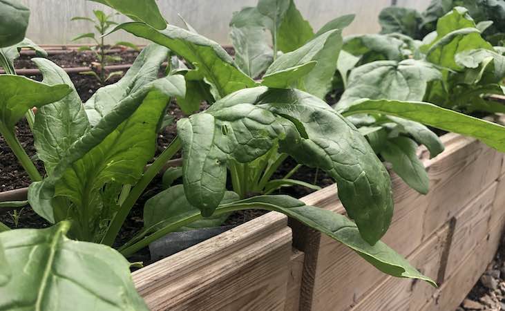 Spinach Mikado in the polytunnel
