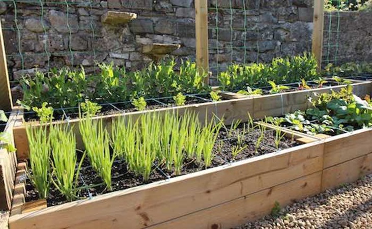 Split level raised beds with square foot gardening layout