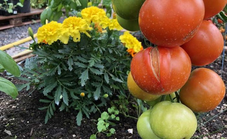 splitting tomatoes