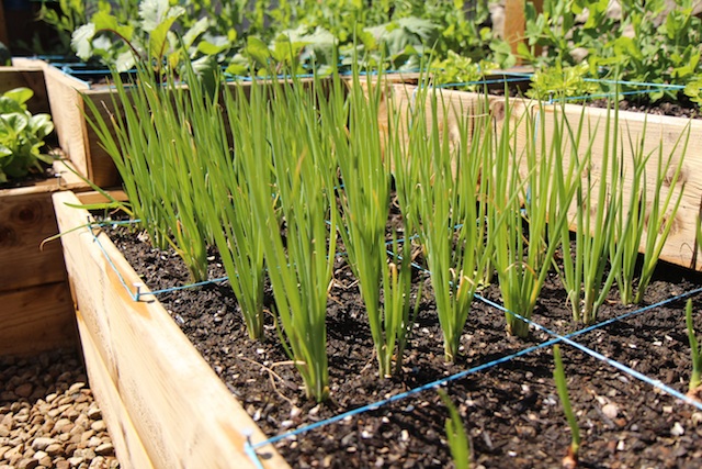 Spring onions growing in a square foot garden 