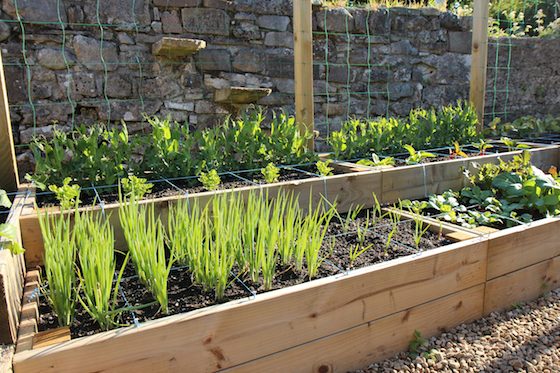 Square foot raised bed garden pictured.