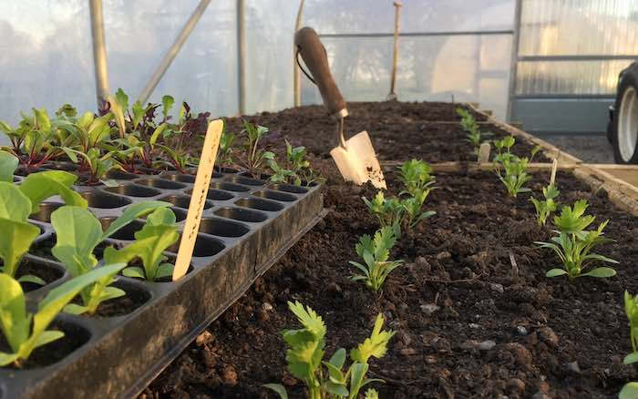 Stainless steel garden trowel