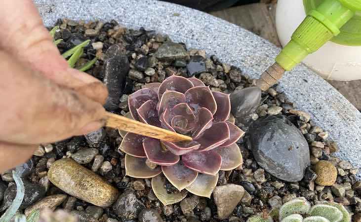 Removing debris from succulent leaves