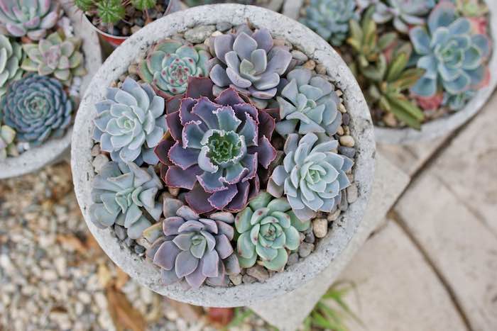 Succulents in a bowl