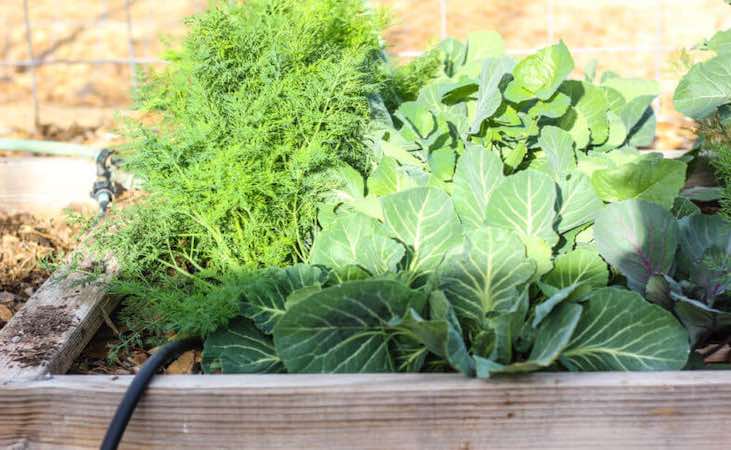 Sun shining on a raised bed