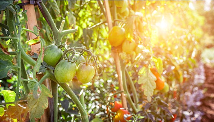 Sunshine tomato vide