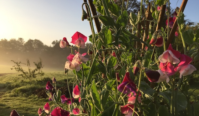 Sweet pea flower on a misty morning