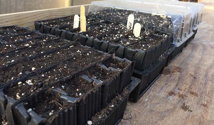 Sweet pea seeds in rootrainers