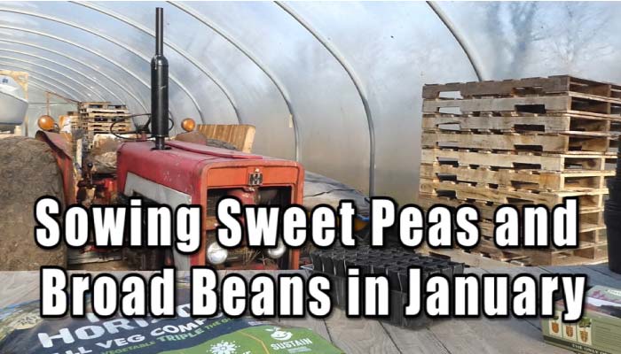 How to grow sweetness video