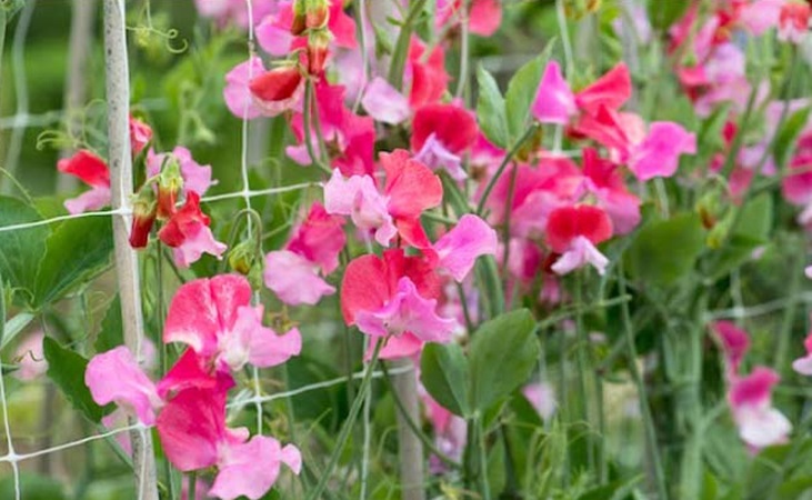 colourful sweet pea