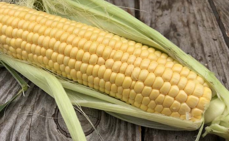 Sweetcorn cob