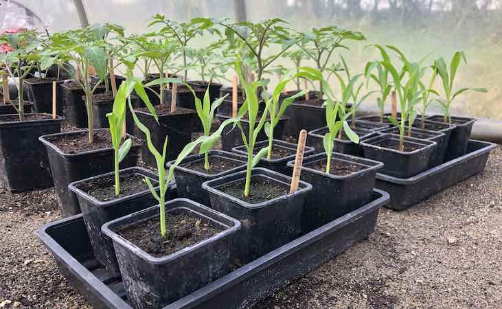 Sweetcorn in 9cm pots in the polytunnel