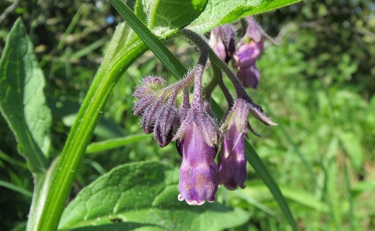 common comfrey