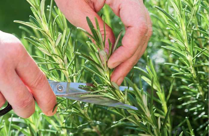 Grow rosemary plants from cuttings