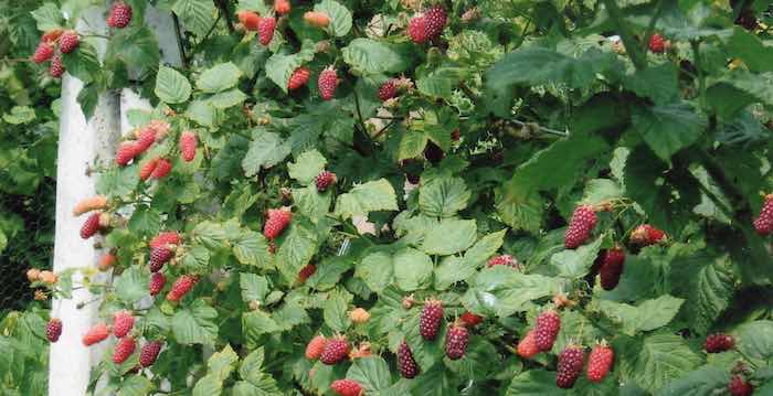 Taybberry soft fruit