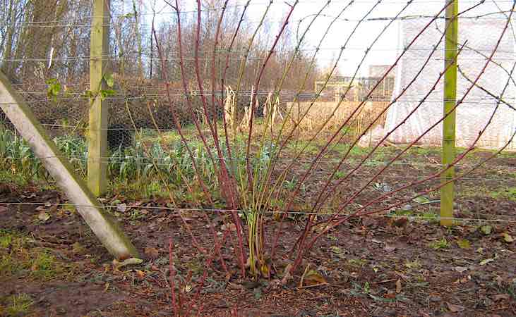 A tayberry in winter